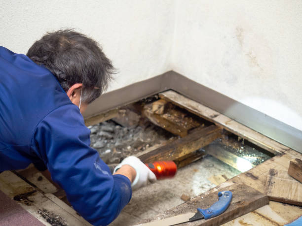 Professional Mold Removal in Smithville, MO
