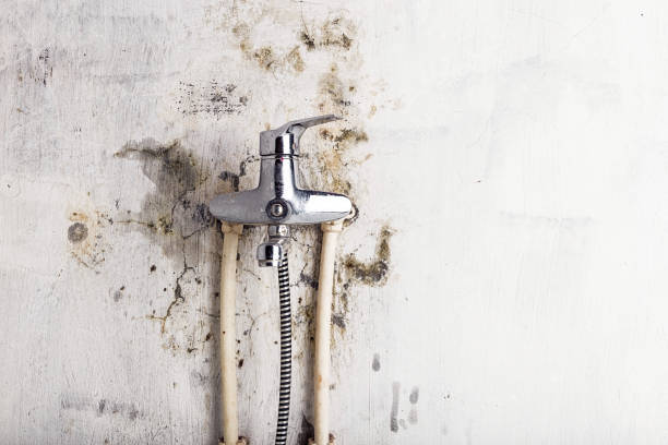 Best Certified Mold Removal  in Smithville, MO