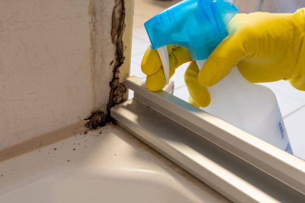 Attic Mold Removal in Smithville, MO