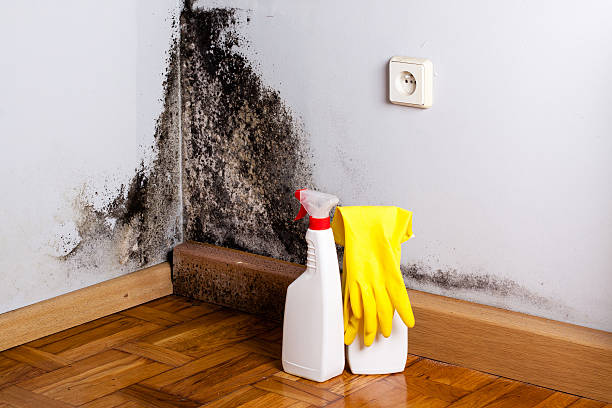 Best Toxic Mold Removal  in Smithville, MO