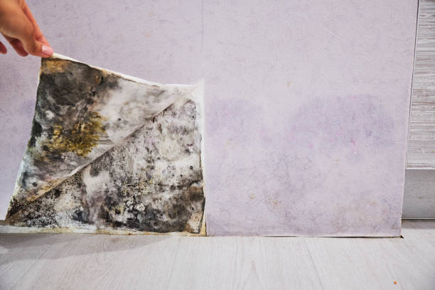 Best Professional Mold Removal  in Smithville, MO